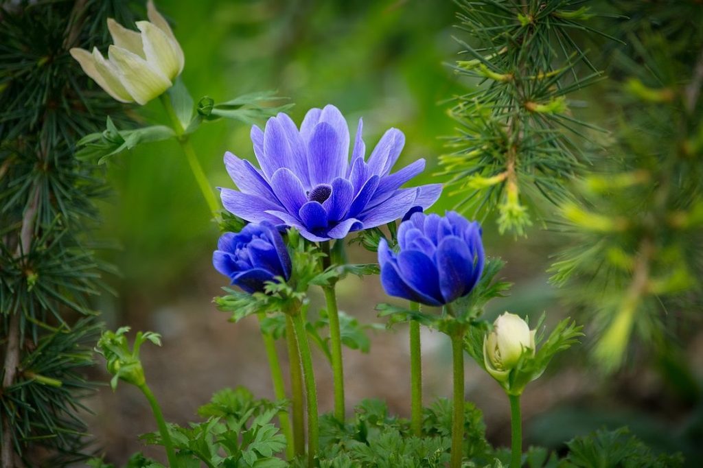 Blue anemone flowers