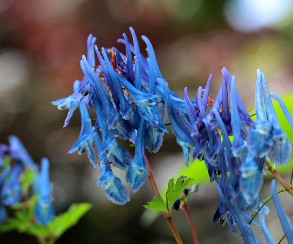 Bright blue corydalis flowers