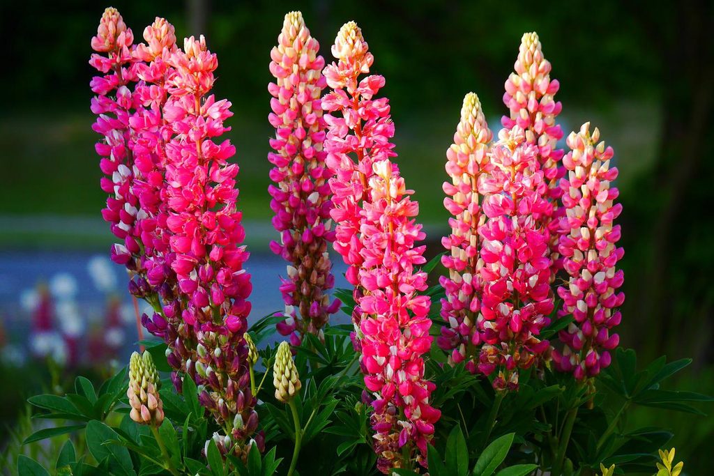 Dark pink lupine flowers