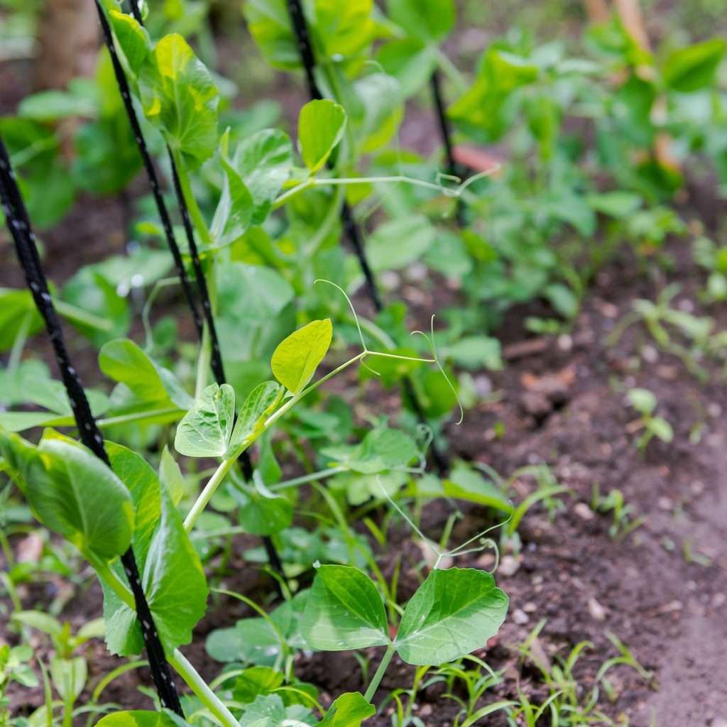 Snap peas in garden
