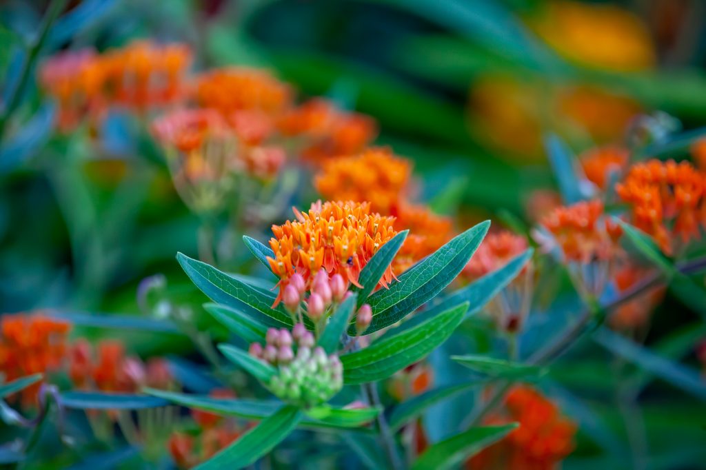 Butterfly weed