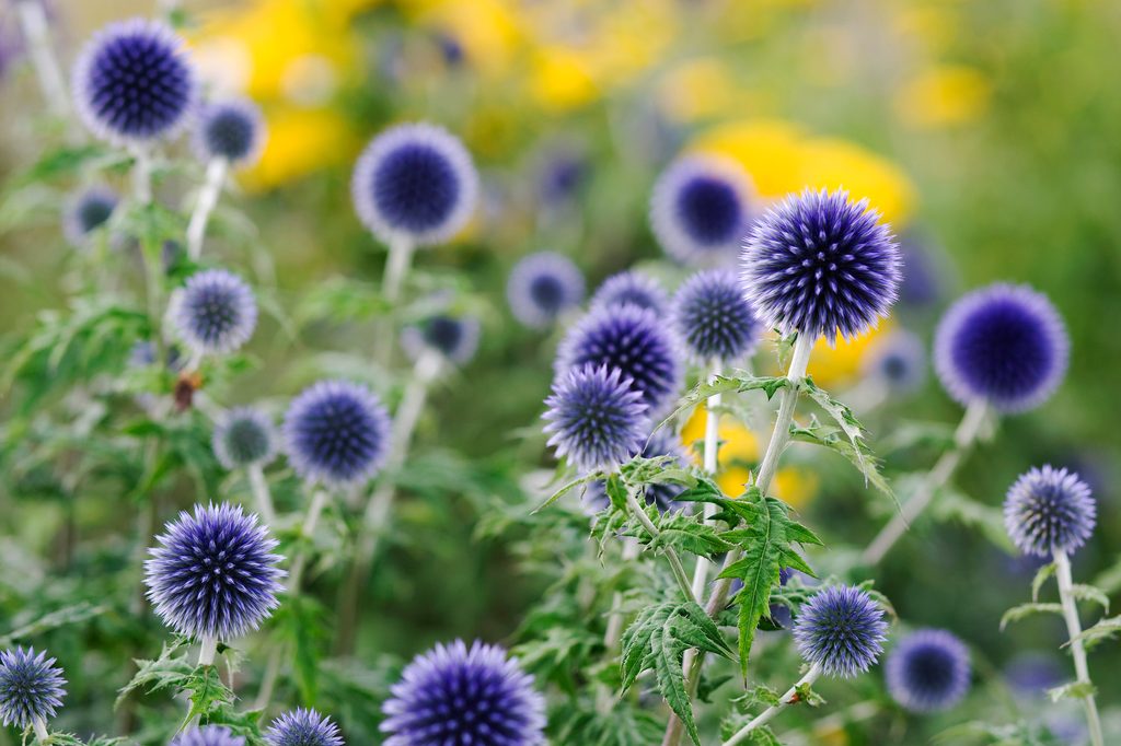 Globe thistle flowers