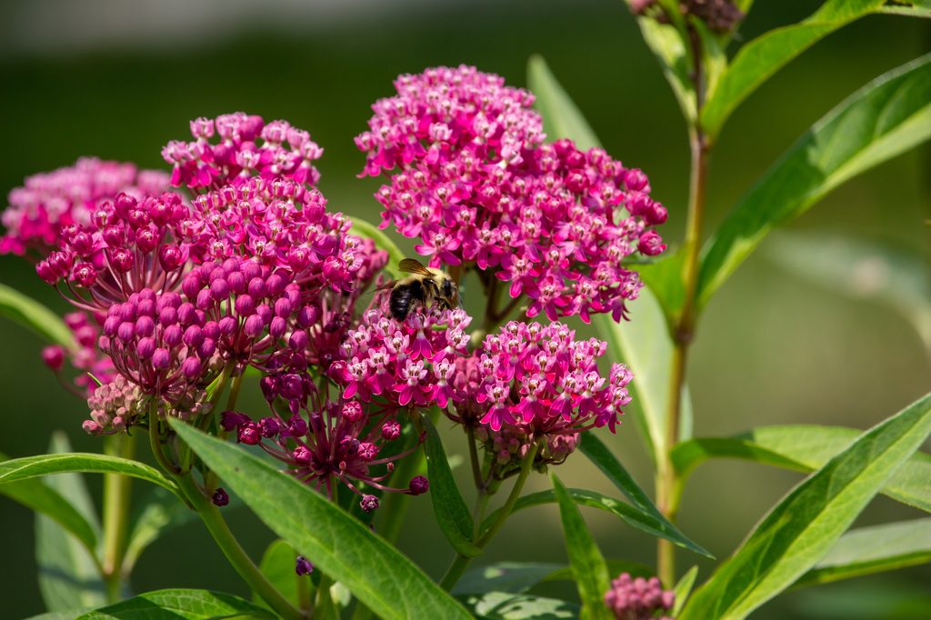 Swamp milkweed