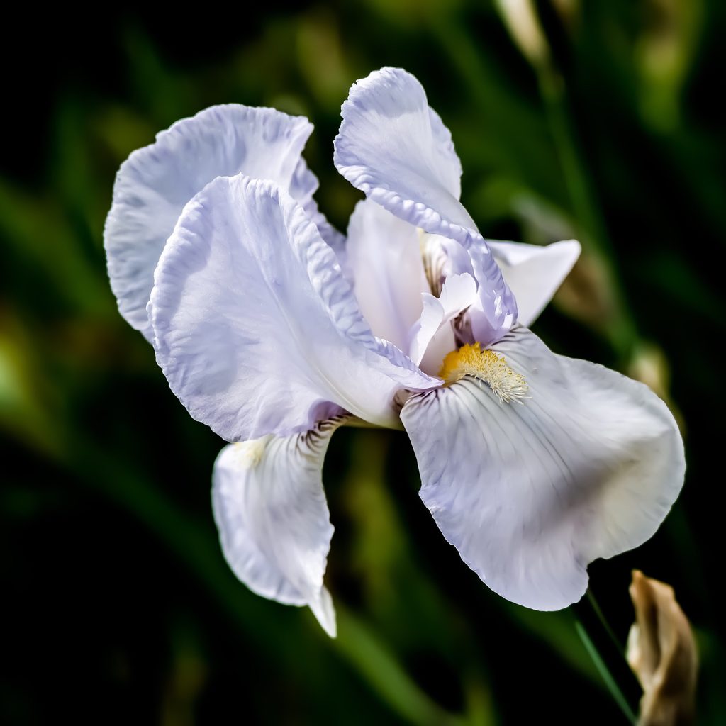 White iris flower
