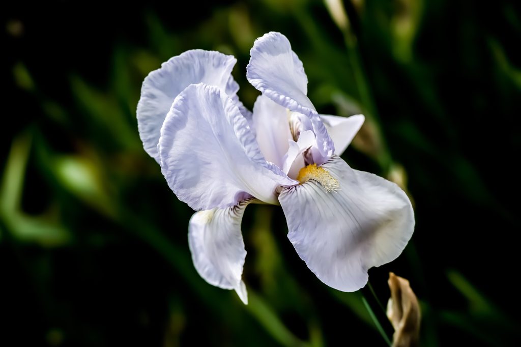 White iris flower