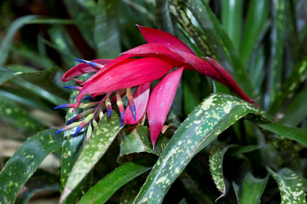 Bromeliad queens tears