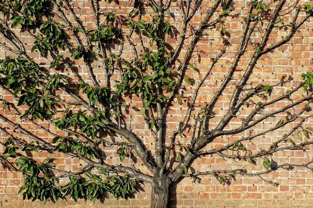 Fan pattern espalier tree