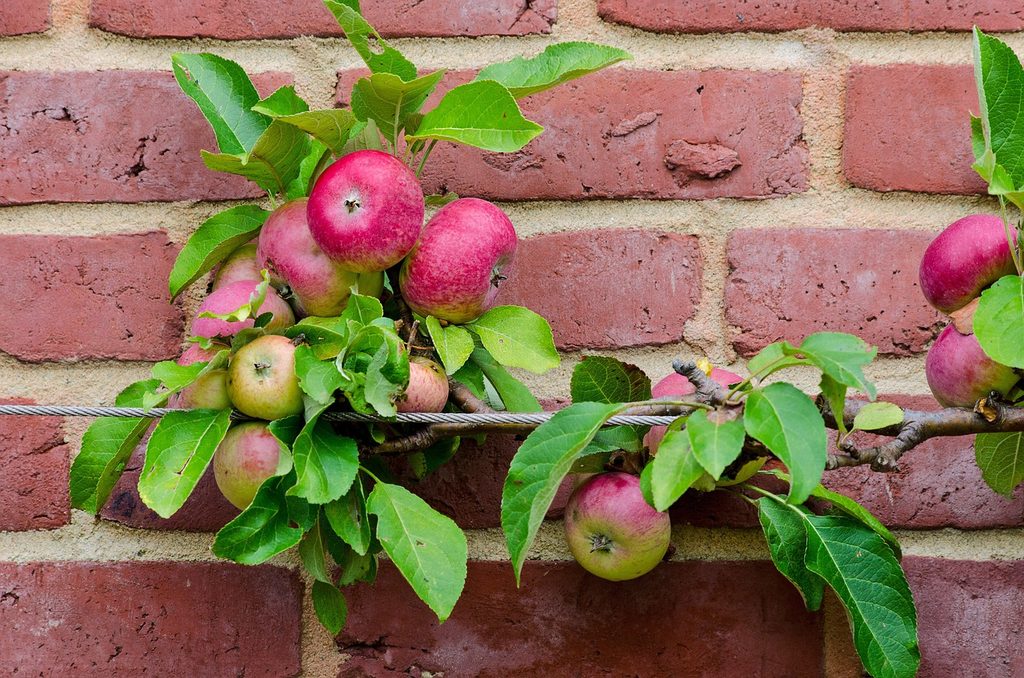A branch of an apple tree with apples growing along a wire support