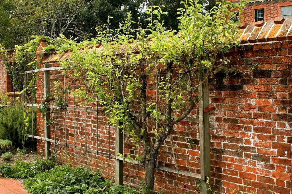 Candalbra patteren espalier tree