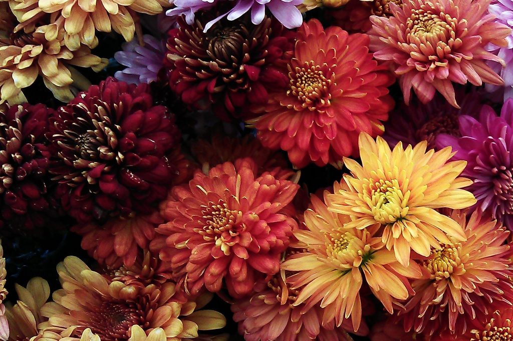 Mums in assorted colors of red, orange, yellow, pink