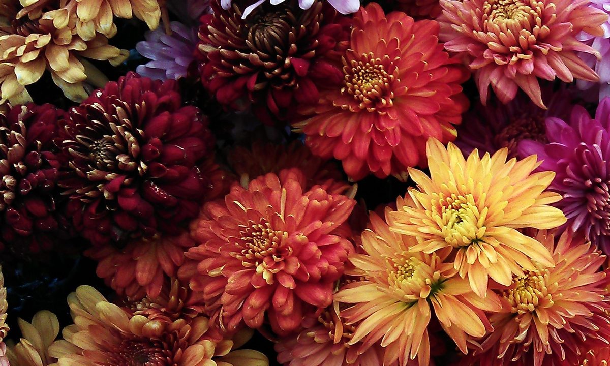 Mums in assorted colors of red, orange, yellow, pink