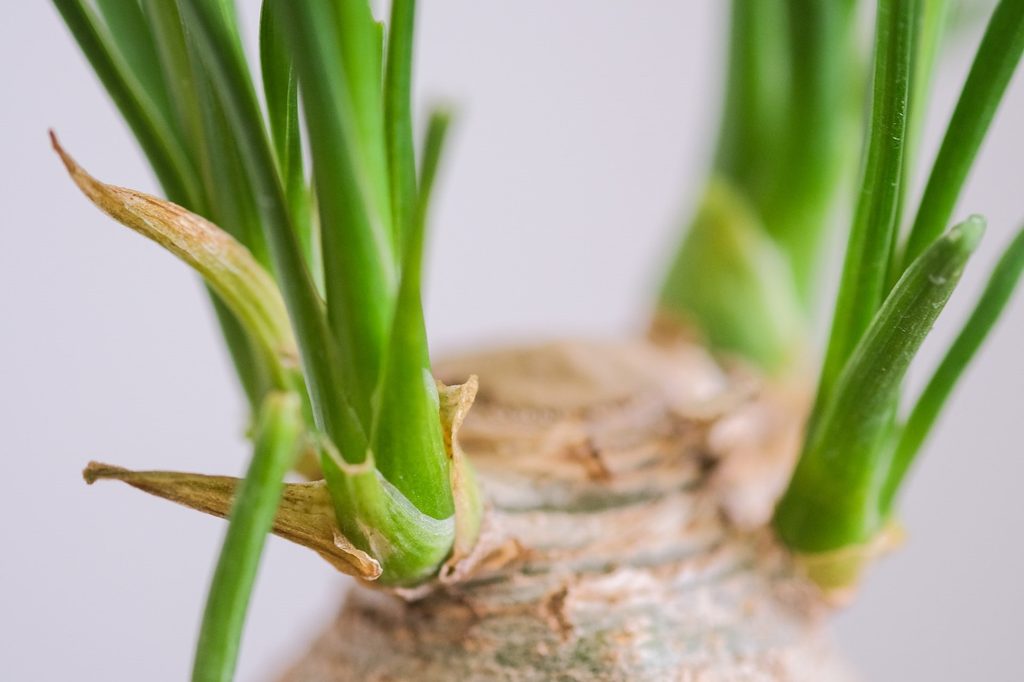 Closeup of ponytail palm offshoots