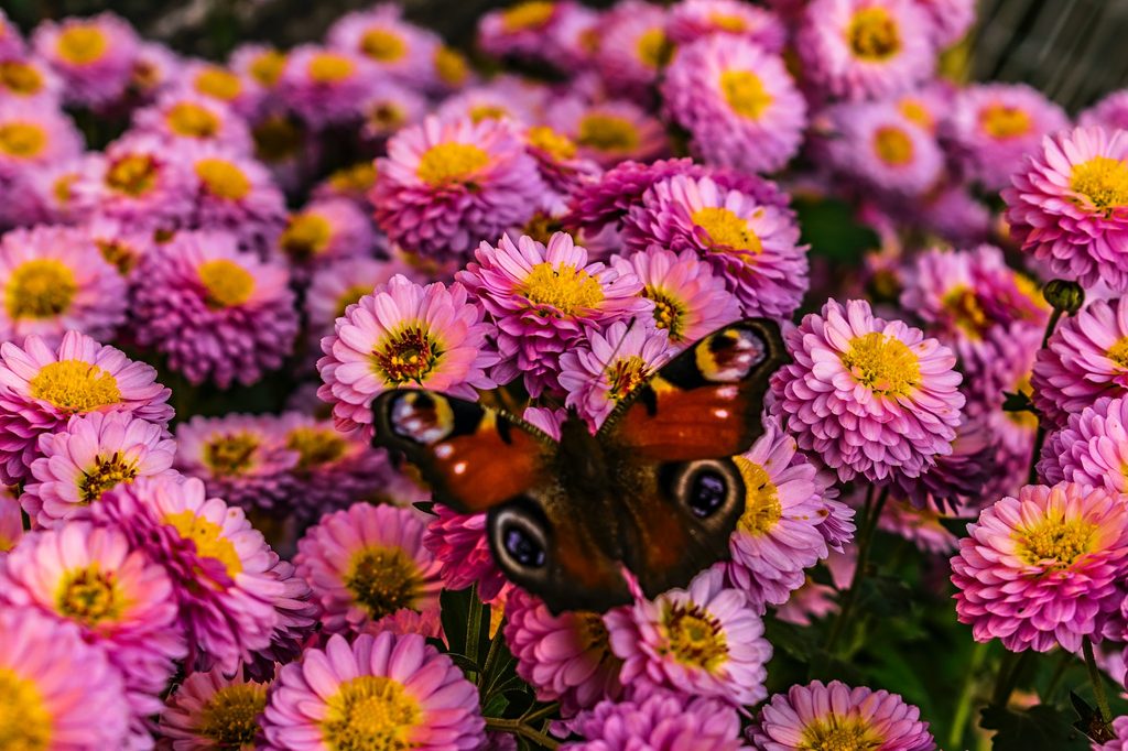 Pink single mums with butterfly above them