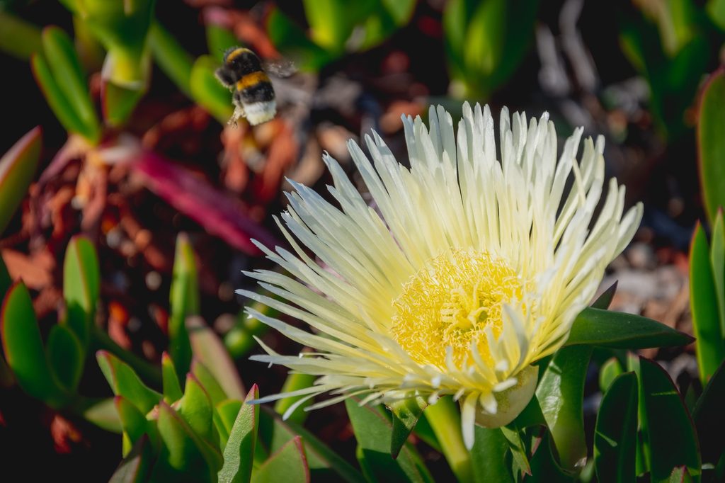 Yellow spider mum