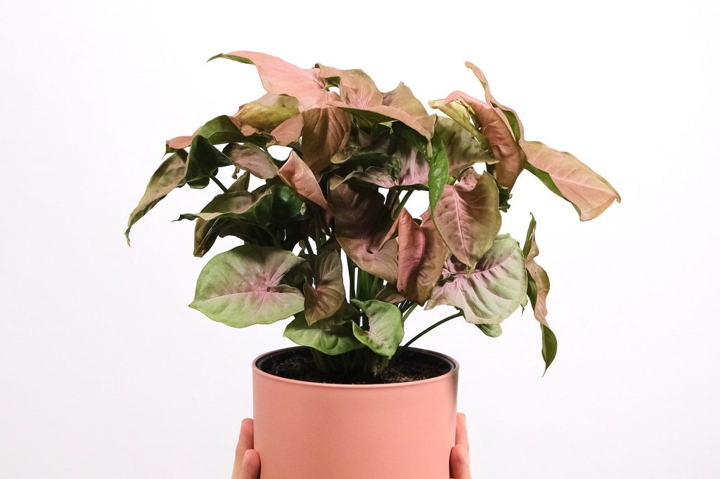 Strawberry cream syngonium