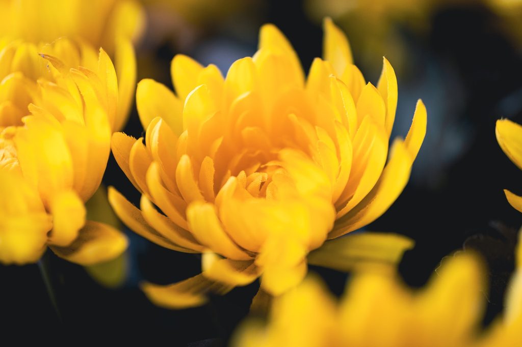 Yellow chrysanthemum
