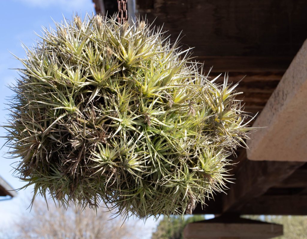 Air plant bergeri cluster