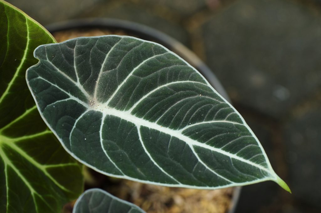Alocasia black velvet