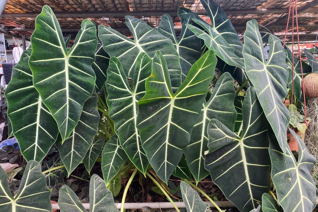 Alocasia frydek