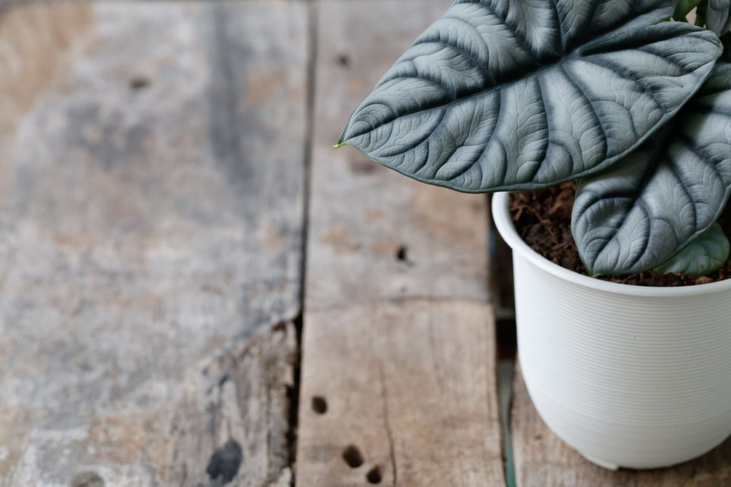 Gray dragon alocasia