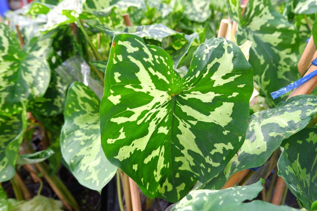 Alocasia Hilo Beauty