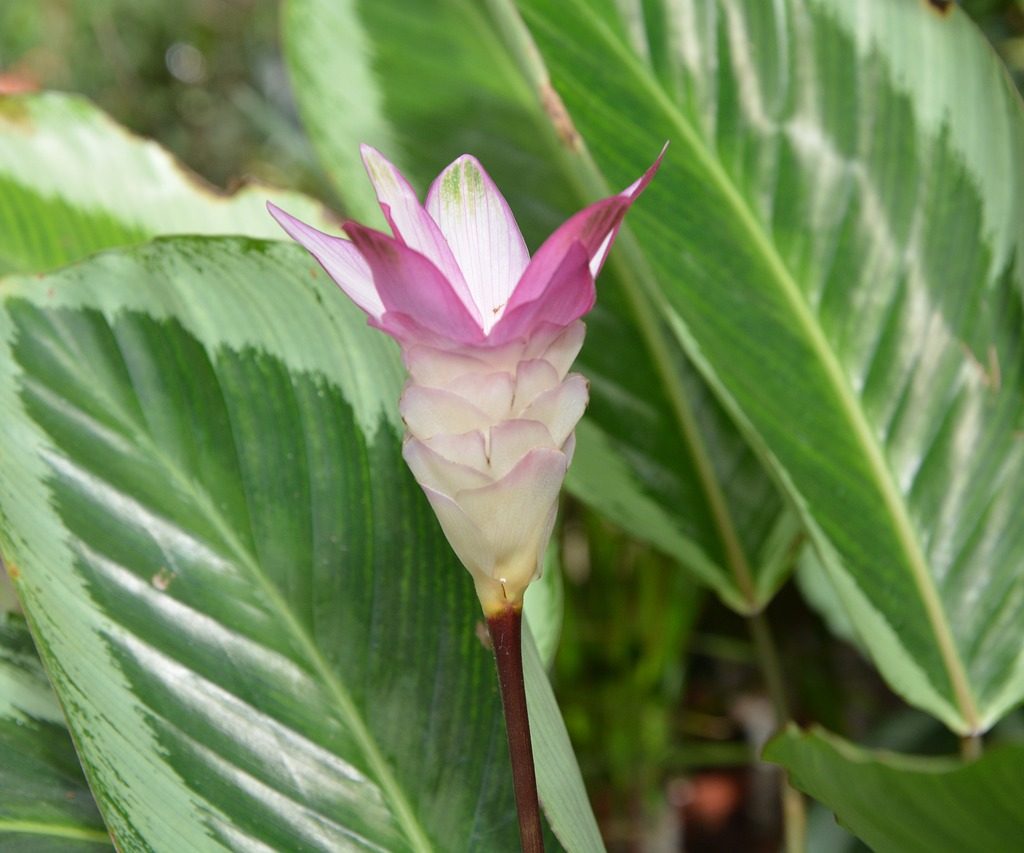 A purple and white calathea flower with striped leaves behind it