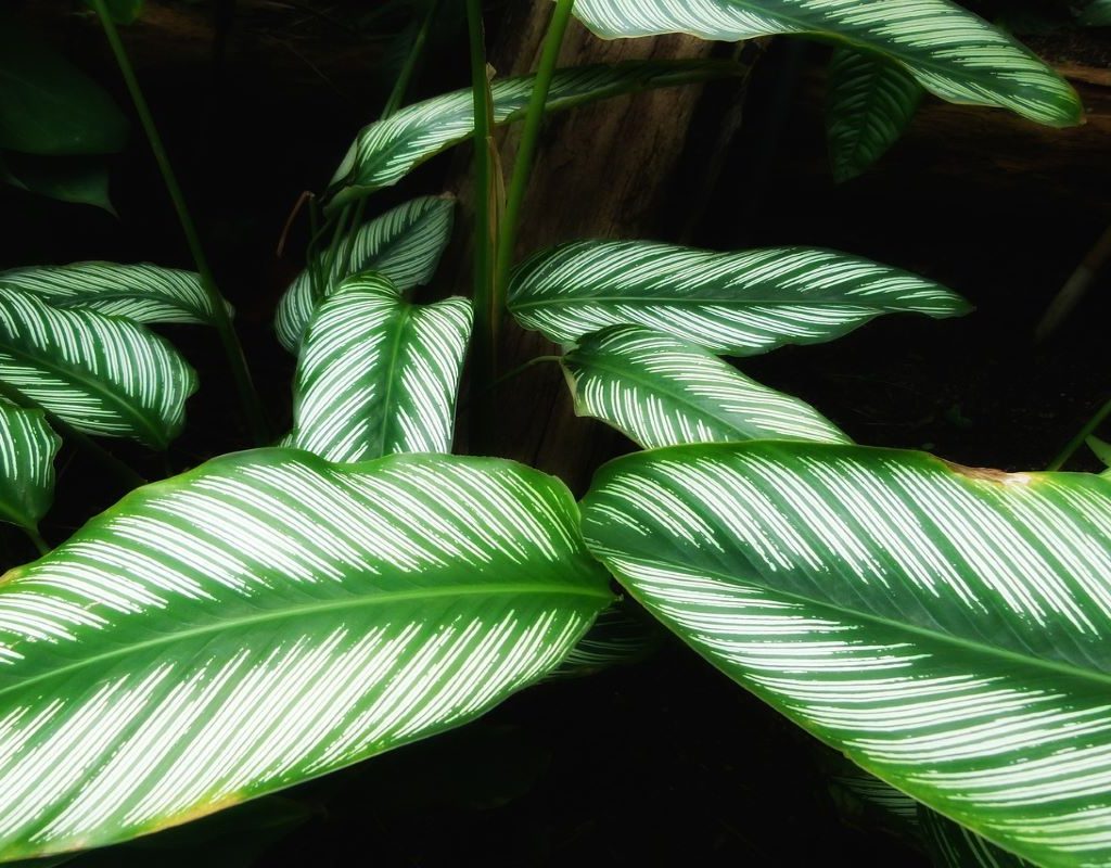 Large, striped calathea leaves