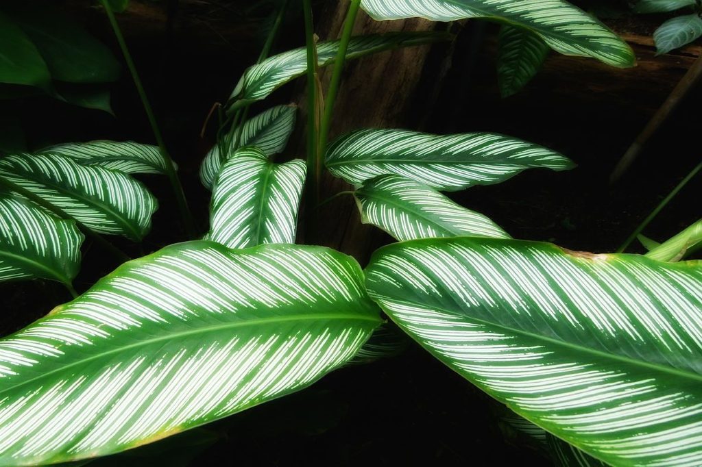 Large, striped calathea leaves