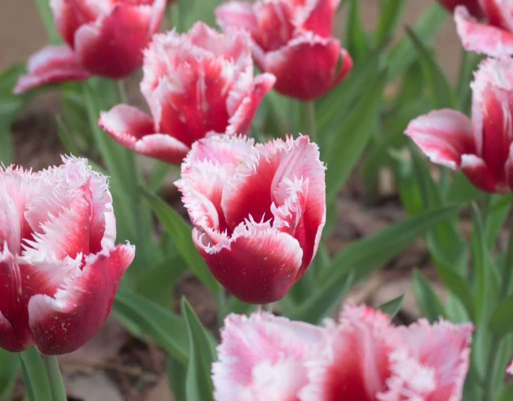 Canasta tulips