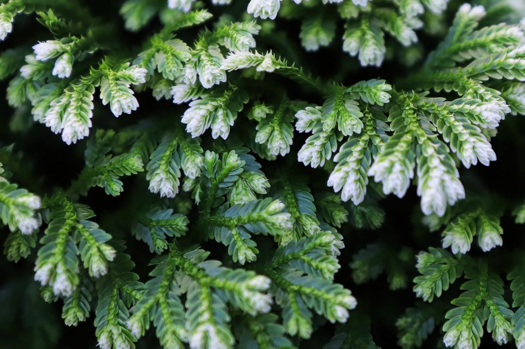 Frosty fern