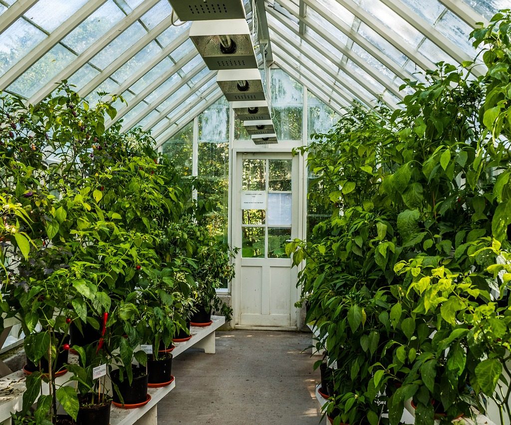 A small greenhouse with tiered shelves and tall plants are growing in it