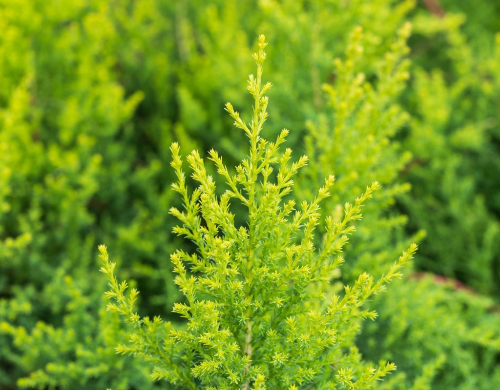 Lemon cypress tree