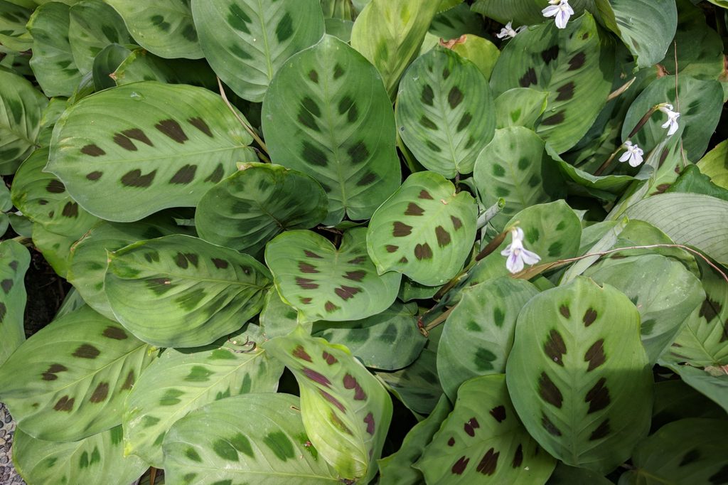 Maranta flowers