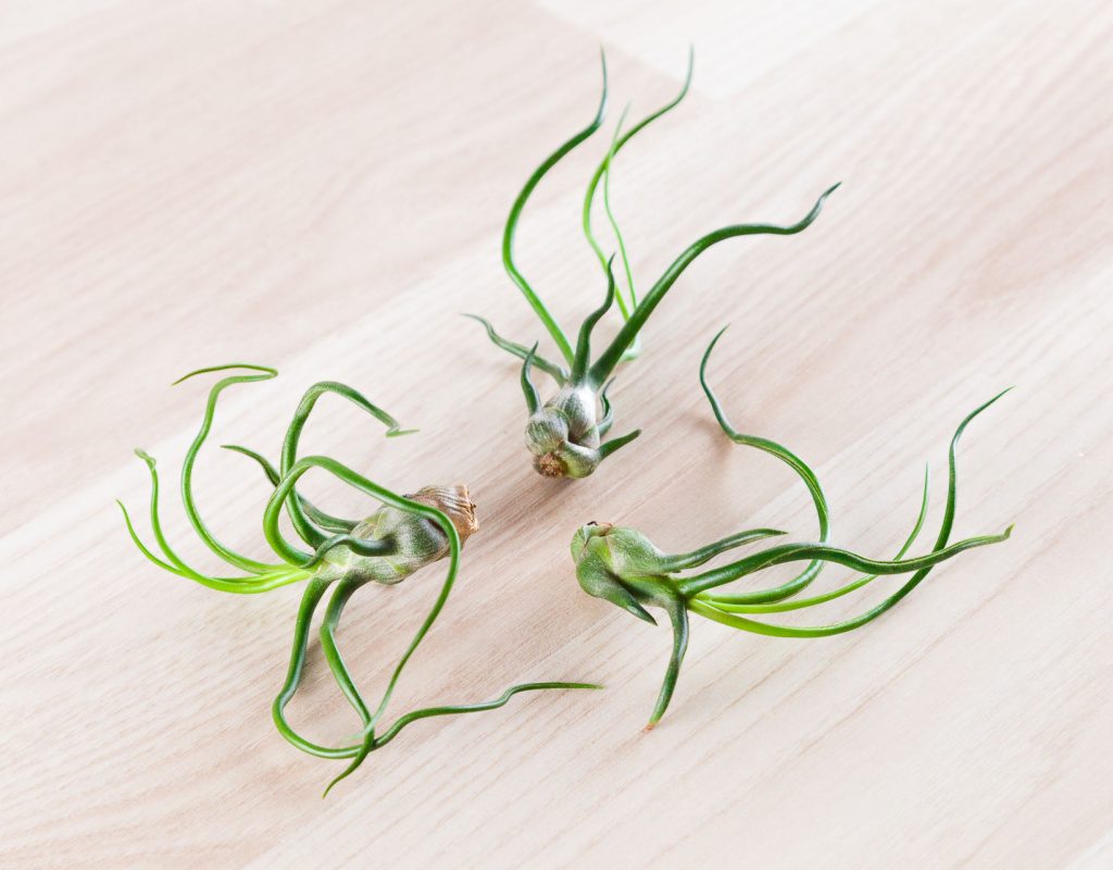 Tillandsia bulbosa
