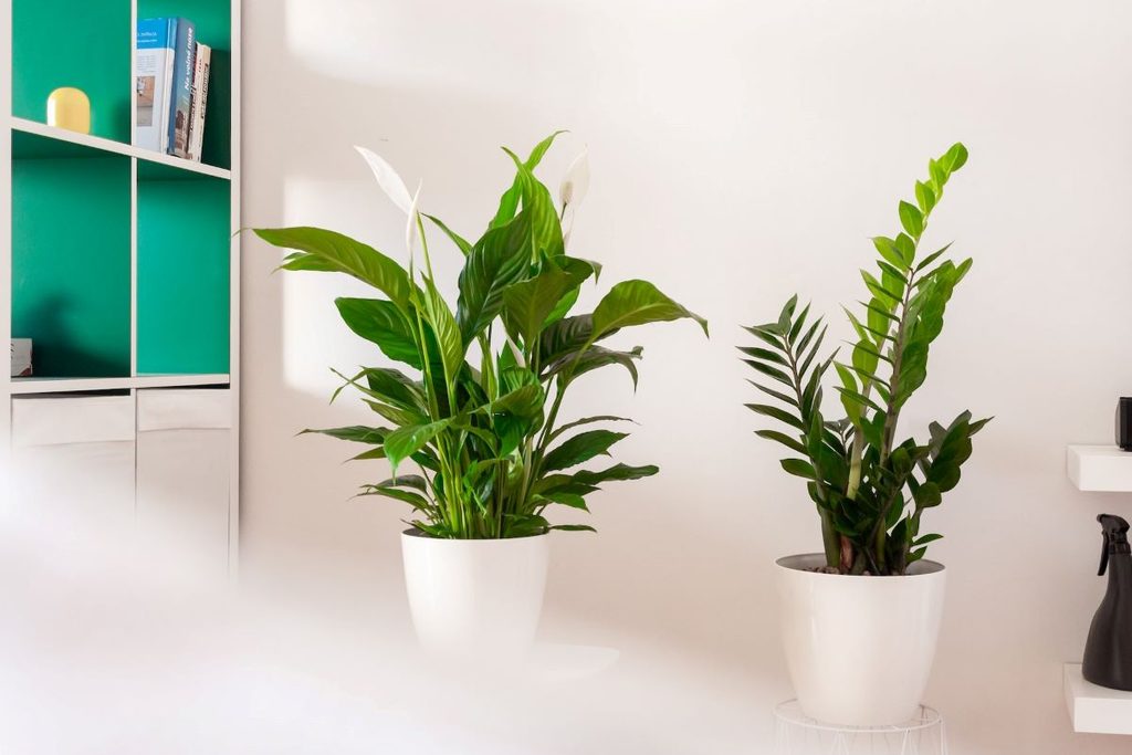 A potted zz plant next to a potted peace lily