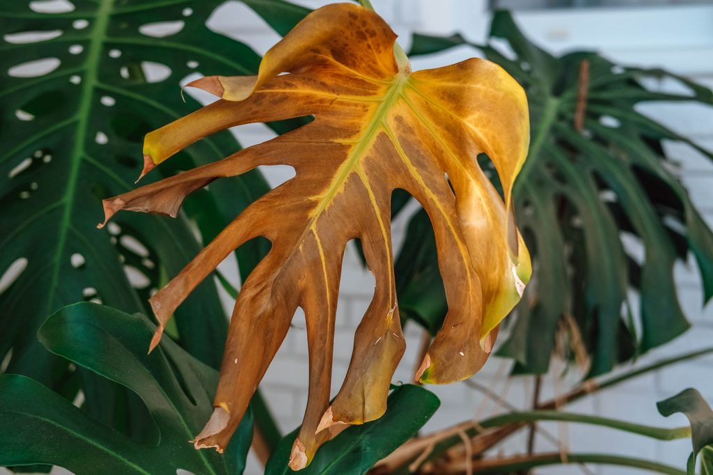 A monstera plant with one yellow and brown leaf