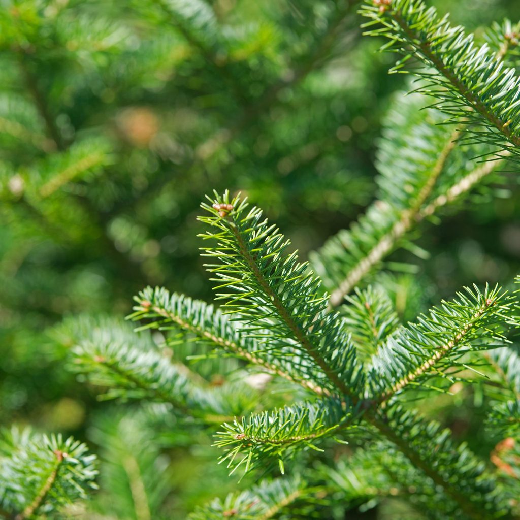 Balsam fir