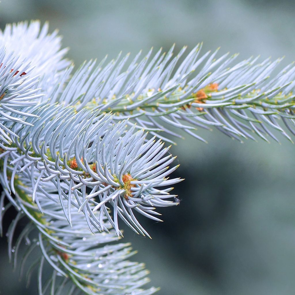 Colorado blue spruce