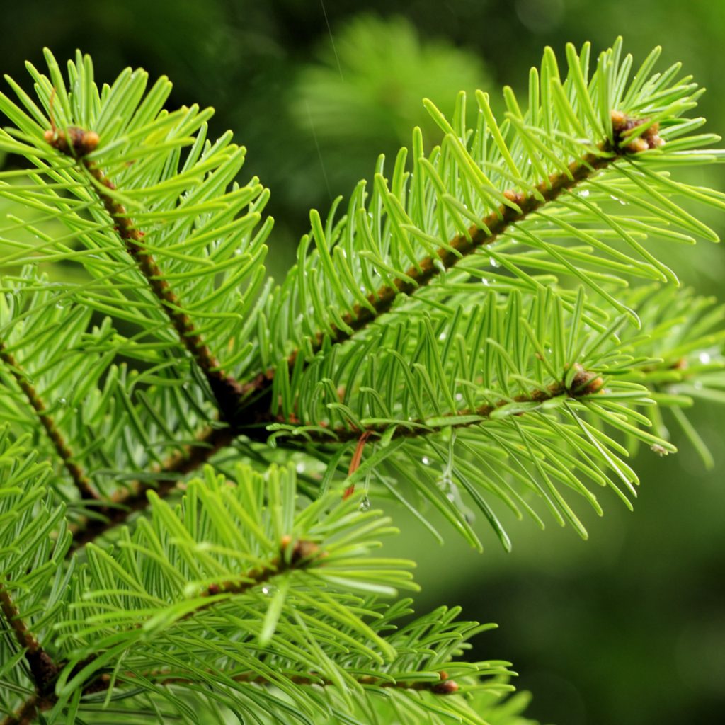 Douglas fir