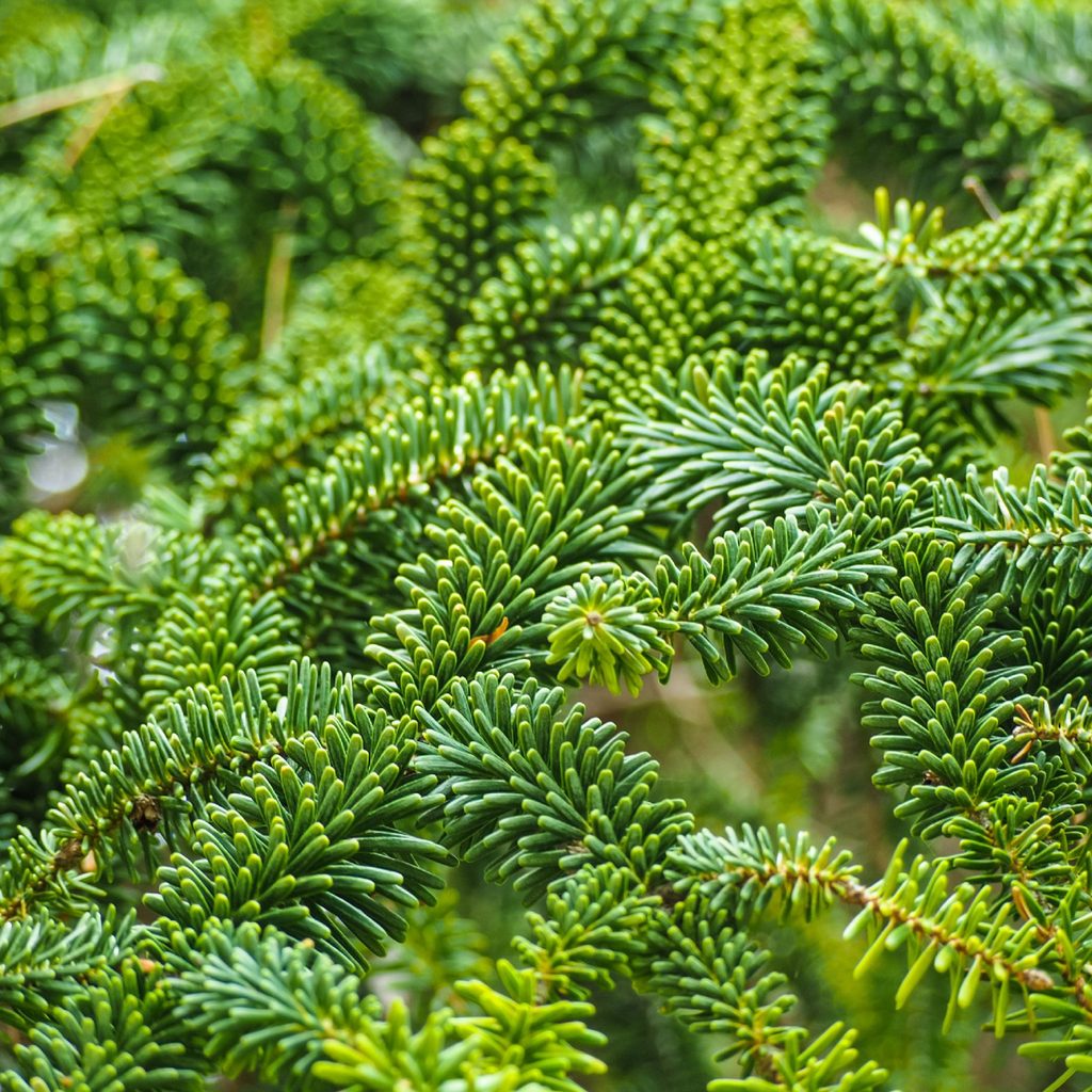 Fraser fir