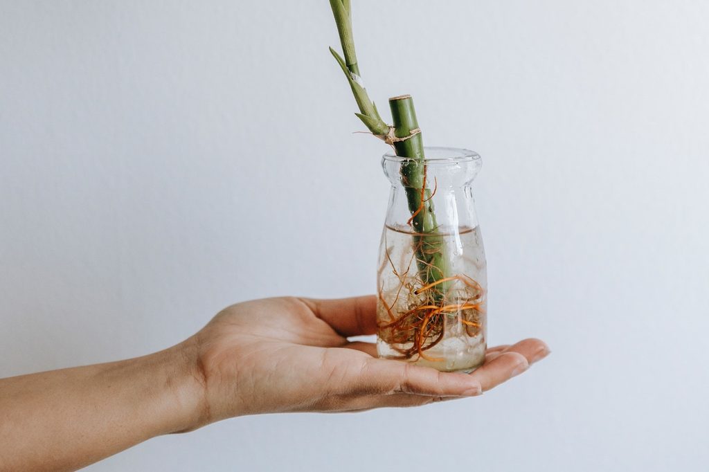 A person holding a small lucky bamboo plant in a jar of water on the palm of their hand