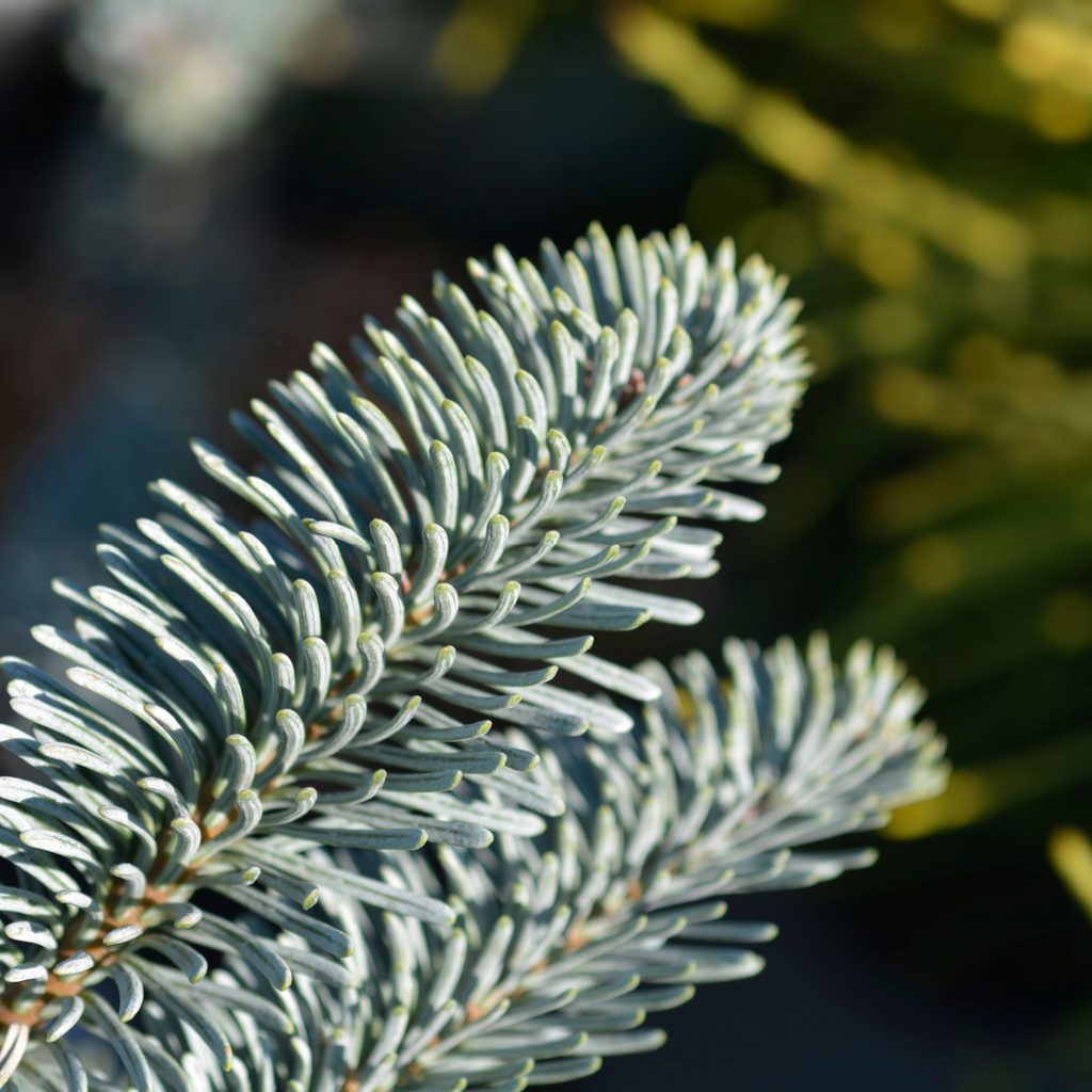 Noble fir