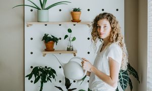 Woman waters ZZ plants