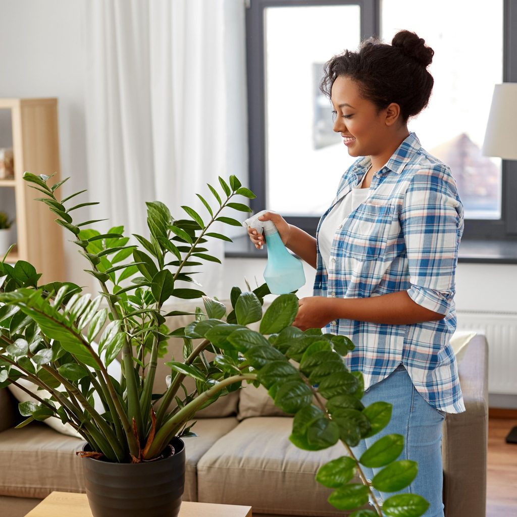 Woman watering ZZ plant