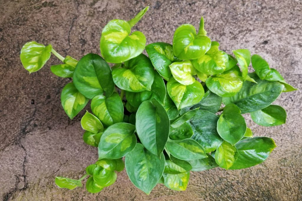Global green pothos