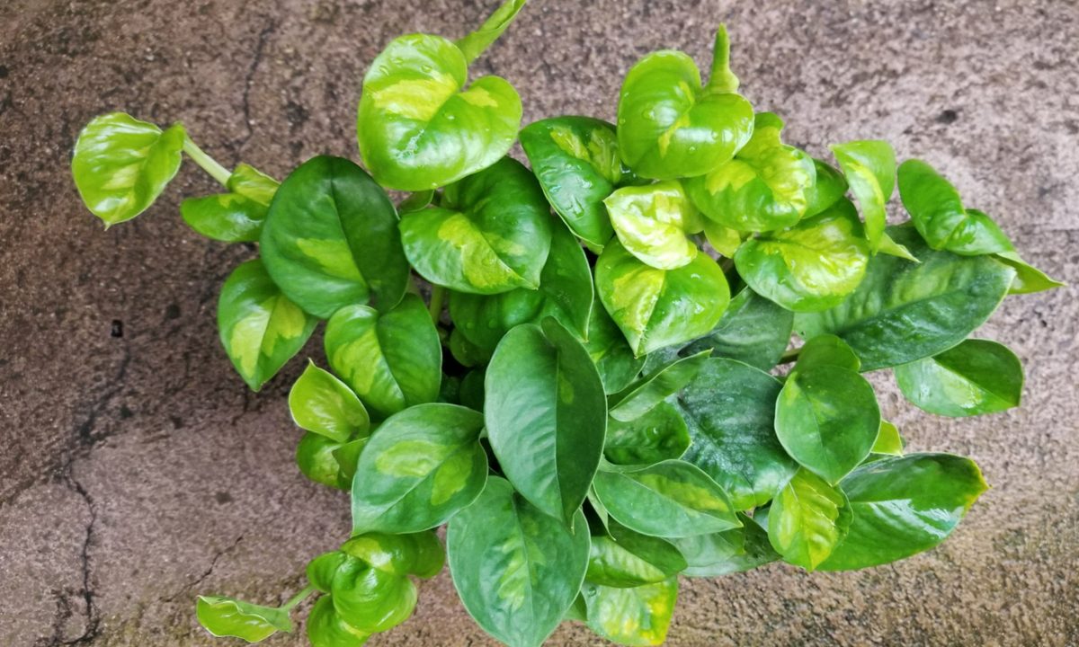 Global green pothos