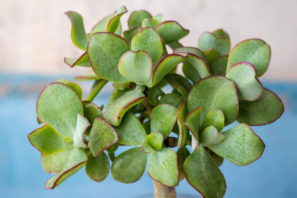 Curly jade plant