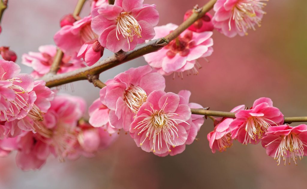Branch of plum blossoms