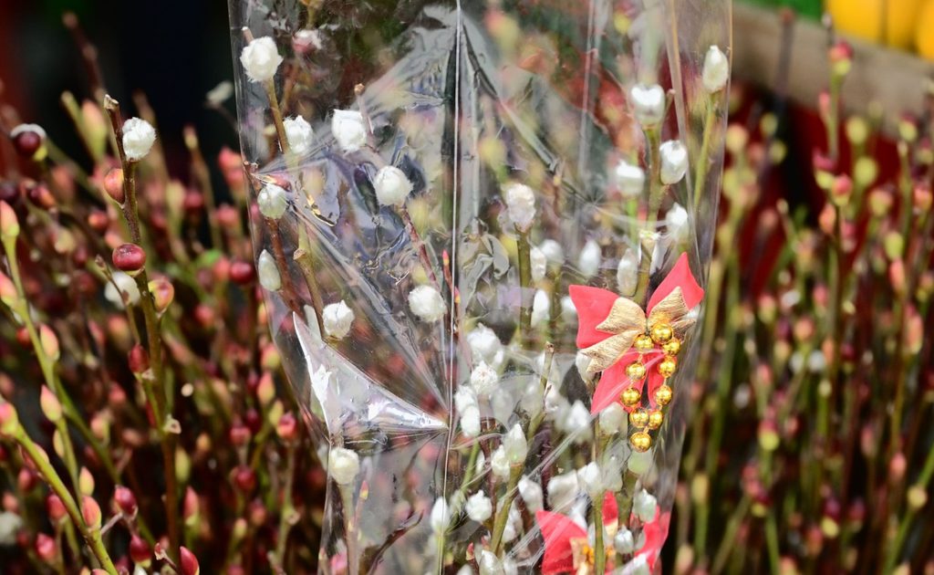 Pussy willow branches