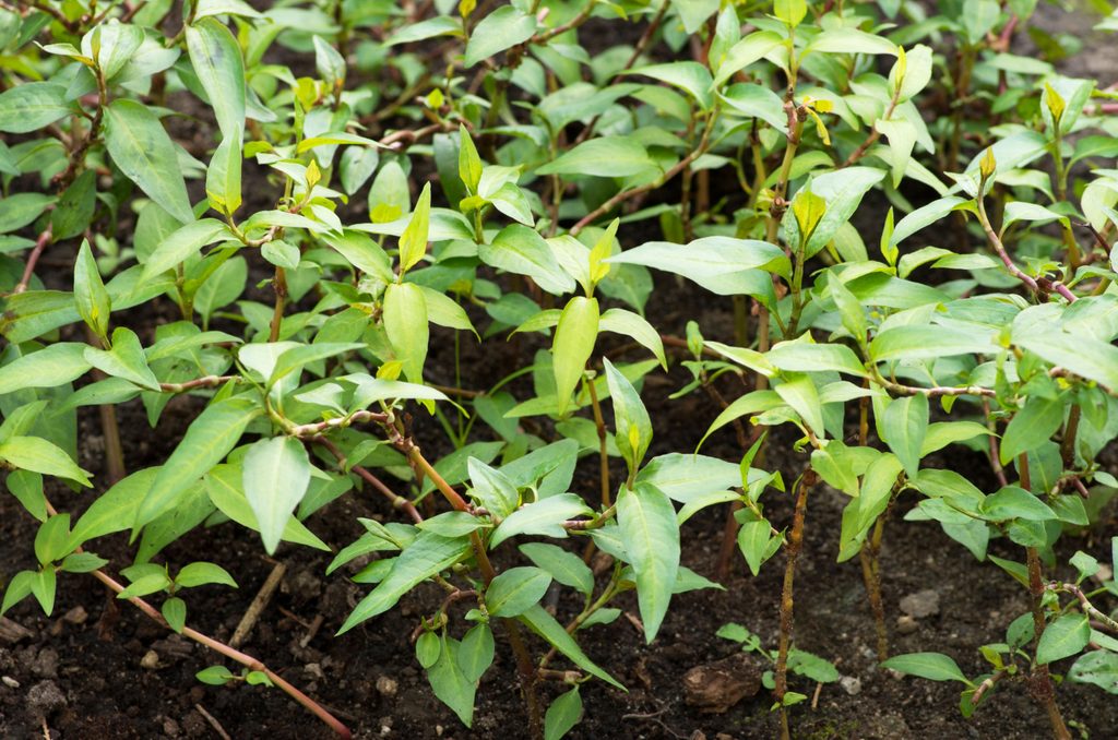 Vietnamese coriander